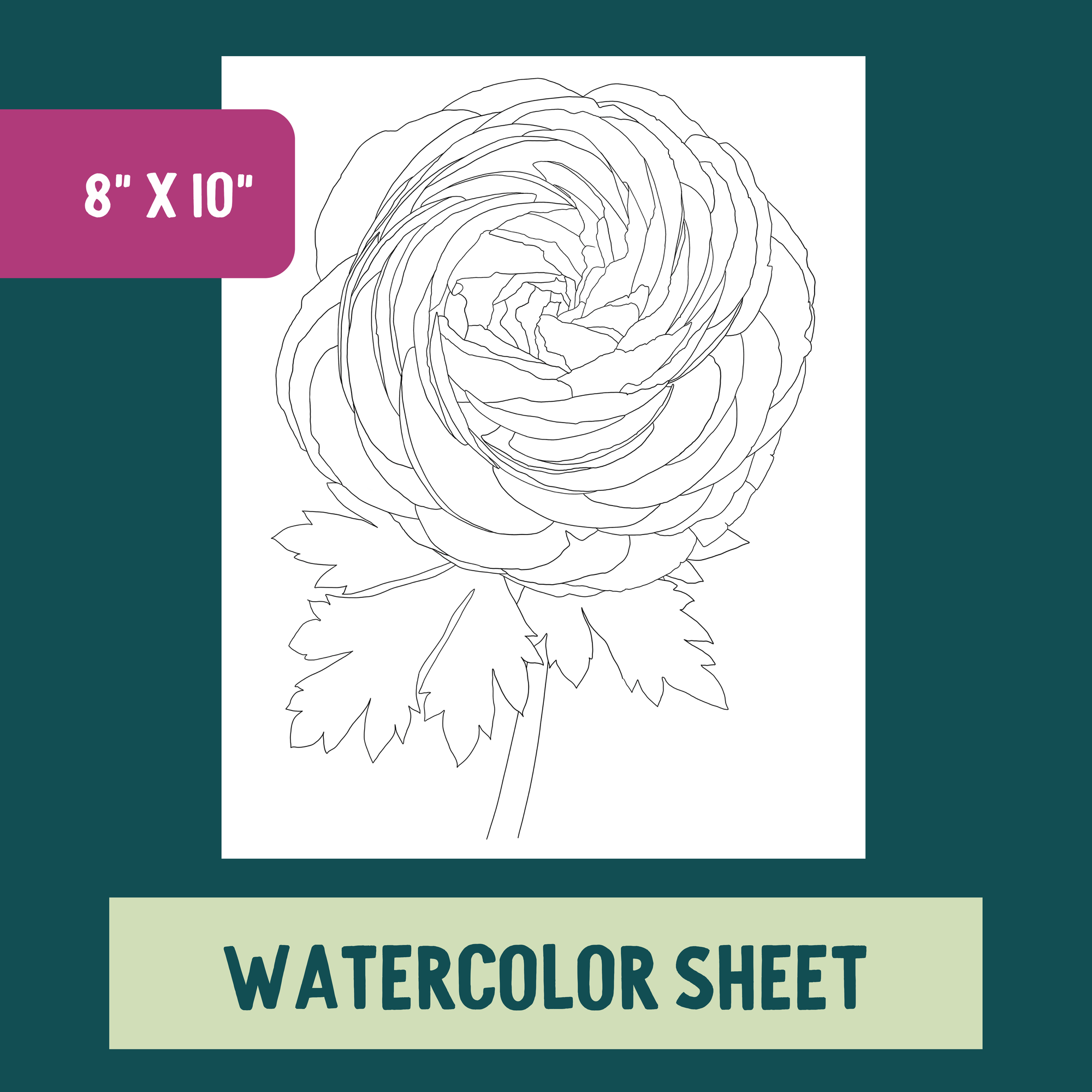 *Individual Sheet* Ranunculus